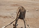 DSC04014 (2)  Giraffe (Namibia)